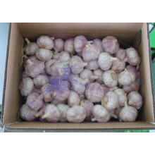 New Crop Normal White Garlic (5.0cm and up)